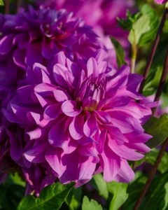 Dahlia Bluetiful9